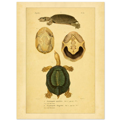Schildkrötenillustration: Dorn-Weichschildkröte und runzelige Schildkröte (30x40 cm). Illustration einer Schildkröte von oben und im Profil, begleitet von zwei Ansichten ihres Bauchpanzers, alles im enzyklopädischen Stil.