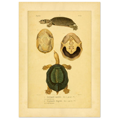 Schildkrötenillustration: Dorn-Weichschildkröte und runzelige Schildkröte (42x59,4 cm (A2)). Illustration einer Schildkröte von oben und im Profil, begleitet von zwei Ansichten ihres Bauchpanzers, alles im enzyklopädischen Stil.