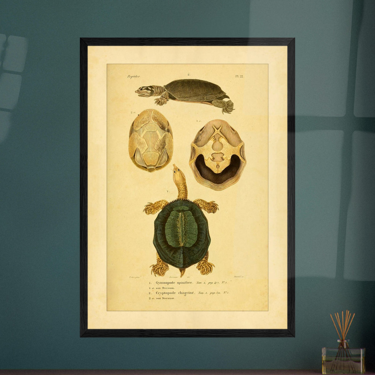 Schildkrötenillustration: Dorn-Weichschildkröte und runzelige Schildkröte. Illustration einer Schildkröte von oben und im Profil, begleitet von zwei Ansichten ihres Bauchpanzers, alles im enzyklopädischen Stil.