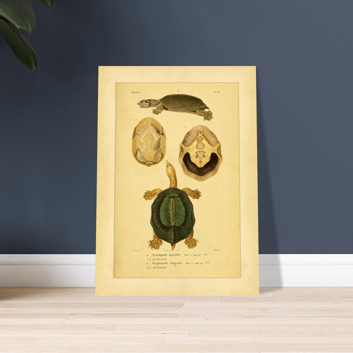 Schildkrötenillustration: Dorn-Weichschildkröte und runzelige Schildkröte. Illustration einer Schildkröte von oben und im Profil, begleitet von zwei Ansichten ihres Bauchpanzers, alles im enzyklopädischen Stil.