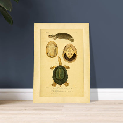Schildkrötenillustration: Dorn-Weichschildkröte und runzelige Schildkröte. Illustration einer Schildkröte von oben und im Profil, begleitet von zwei Ansichten ihres Bauchpanzers, alles im enzyklopädischen Stil.