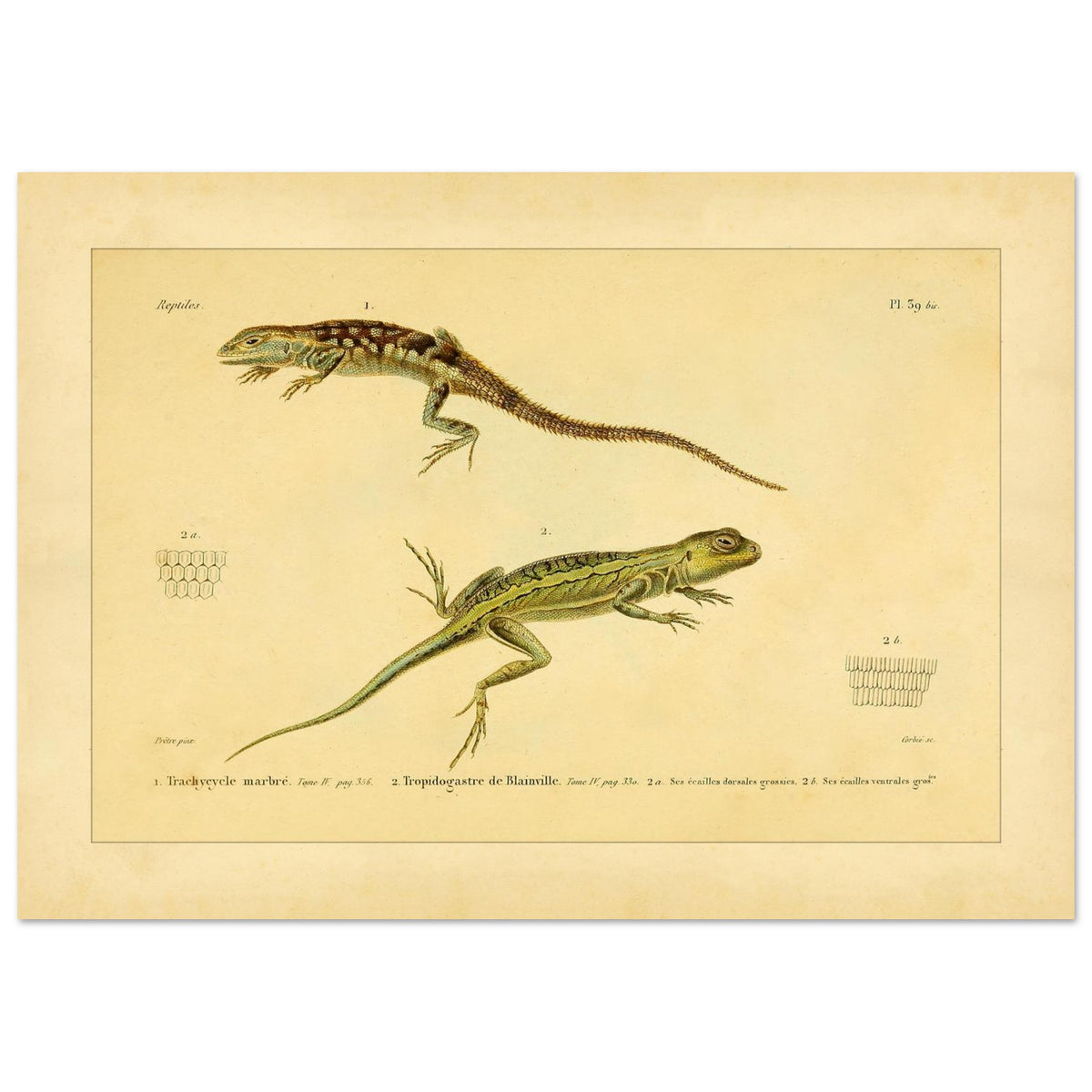 Marmoriertes Trachycycle und Tropidogastre: Eidechsen (21x29,7 cm (A4)). Naturhistorische Tafel mit zwei Eidechsen: dem marmorierten Trachycyclus und Blainvilles Tropidogaster, mit Details ihrer Schuppen.