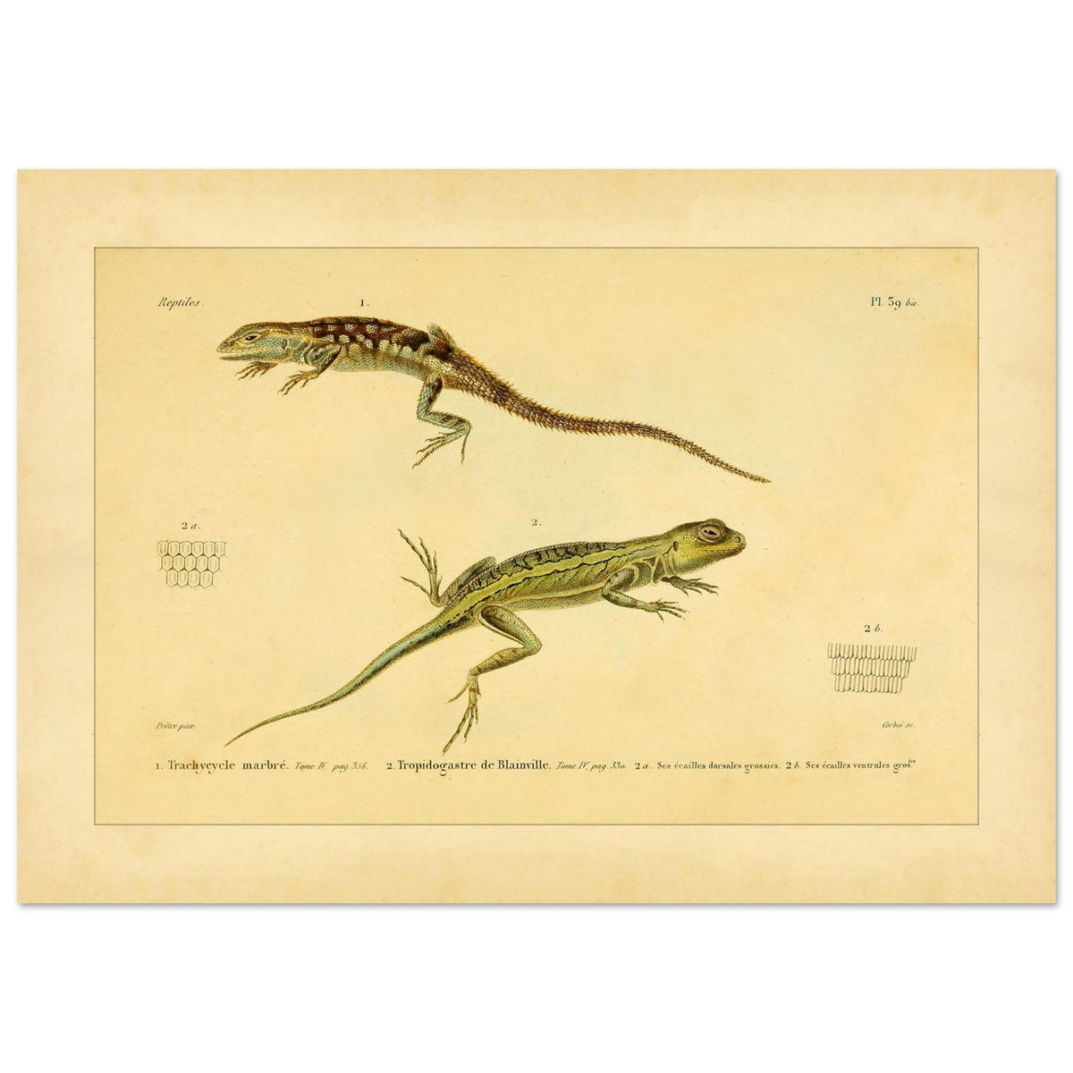 Marmoriertes Trachycycle und Tropidogastre: Eidechsen (29,7x42 cm (A3)). Naturhistorische Tafel mit zwei Eidechsen: dem marmorierten Trachycyclus und Blainvilles Tropidogaster, mit Details ihrer Schuppen.