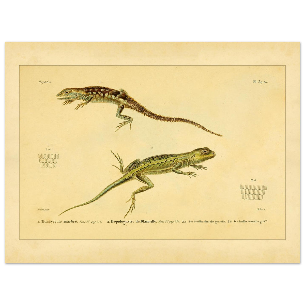 Marmoriertes Trachycycle und Tropidogastre: Eidechsen (30x40 cm). Naturhistorische Tafel mit zwei Eidechsen: dem marmorierten Trachycyclus und Blainvilles Tropidogaster, mit Details ihrer Schuppen.