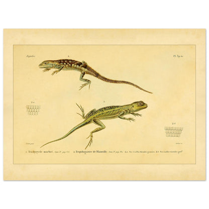 Marmoriertes Trachycycle und Tropidogastre: Eidechsen (30x40 cm). Naturhistorische Tafel mit zwei Eidechsen: dem marmorierten Trachycyclus und Blainvilles Tropidogaster, mit Details ihrer Schuppen.