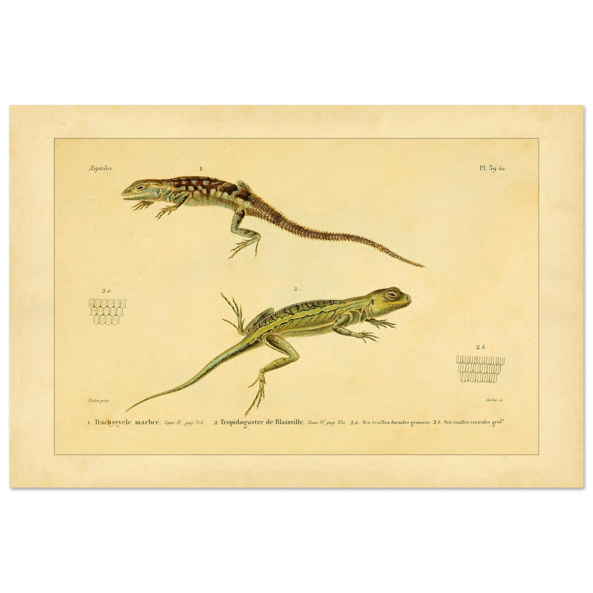 Marmoriertes Trachycycle und Tropidogastre: Eidechsen (40x60 cm). Naturhistorische Tafel mit zwei Eidechsen: dem marmorierten Trachycyclus und Blainvilles Tropidogaster, mit Details ihrer Schuppen.