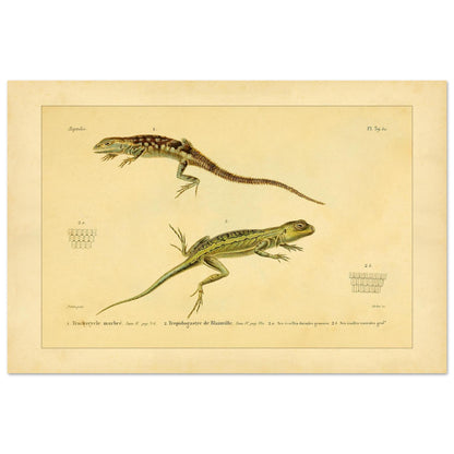 Marmoriertes Trachycycle und Tropidogastre: Eidechsen (40x60 cm). Naturhistorische Tafel mit zwei Eidechsen: dem marmorierten Trachycyclus und Blainvilles Tropidogaster, mit Details ihrer Schuppen.