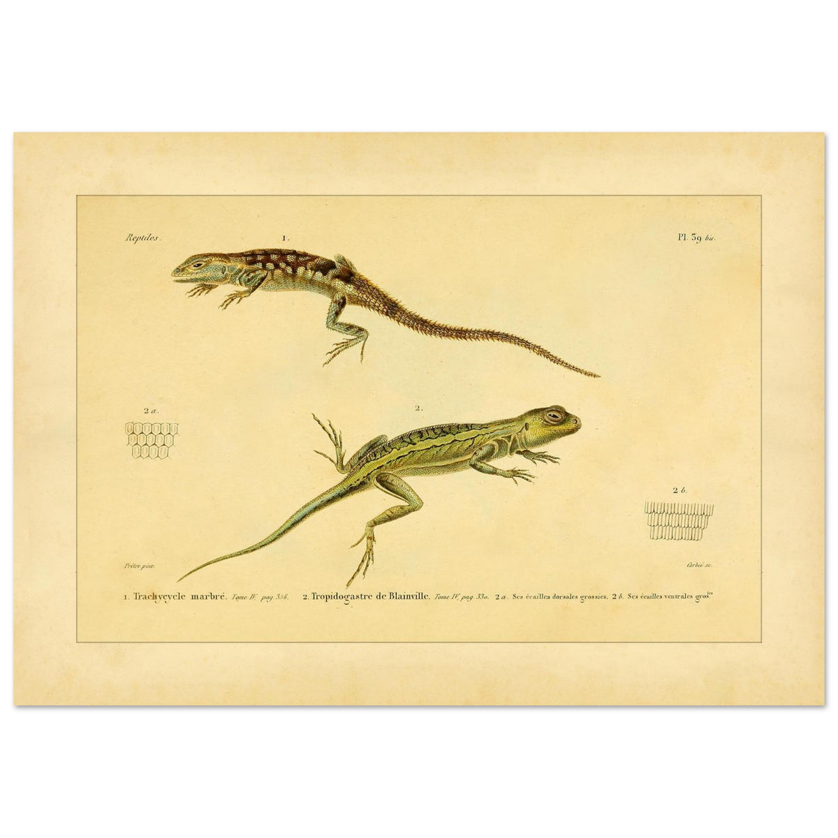 Marmoriertes Trachycycle und Tropidogastre: Eidechsen (42x59,4 cm (A2)). Naturhistorische Tafel mit zwei Eidechsen: dem marmorierten Trachycyclus und Blainvilles Tropidogaster, mit Details ihrer Schuppen.