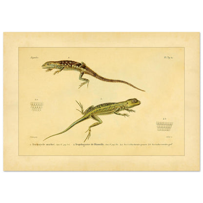 Marmoriertes Trachycycle und Tropidogastre: Eidechsen (42x59,4 cm (A2)). Naturhistorische Tafel mit zwei Eidechsen: dem marmorierten Trachycyclus und Blainvilles Tropidogaster, mit Details ihrer Schuppen.
