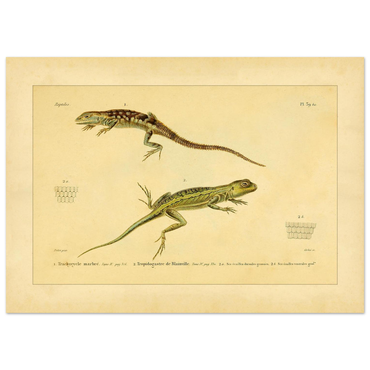 Marmoriertes Trachycycle und Tropidogastre: Eidechsen (50x70 cm). Naturhistorische Tafel mit zwei Eidechsen: dem marmorierten Trachycyclus und Blainvilles Tropidogaster, mit Details ihrer Schuppen.
