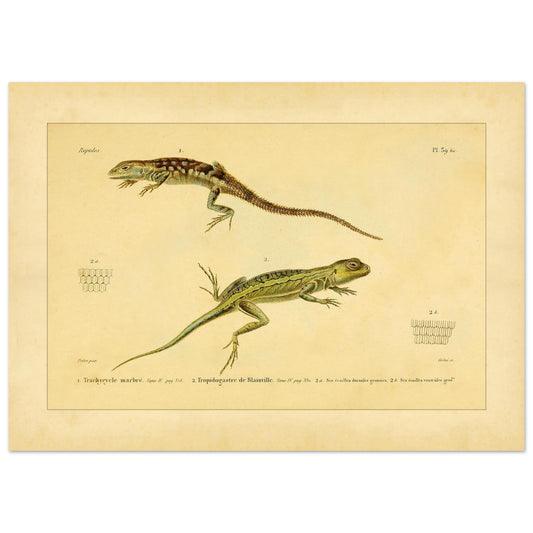 Marmoriertes Trachycycle und Tropidogastre: Eidechsen (50x70 cm). Naturhistorische Tafel mit zwei Eidechsen: dem marmorierten Trachycyclus und Blainvilles Tropidogaster, mit Details ihrer Schuppen.
