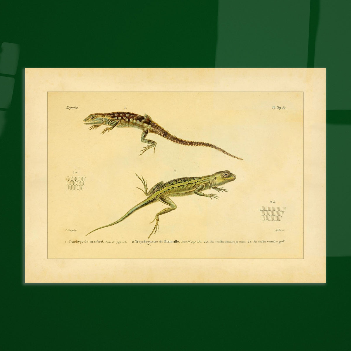 Marmoriertes Trachycycle und Tropidogastre: Eidechsen. Naturhistorische Tafel mit zwei Eidechsen: dem marmorierten Trachycyclus und Blainvilles Tropidogaster, mit Details ihrer Schuppen.