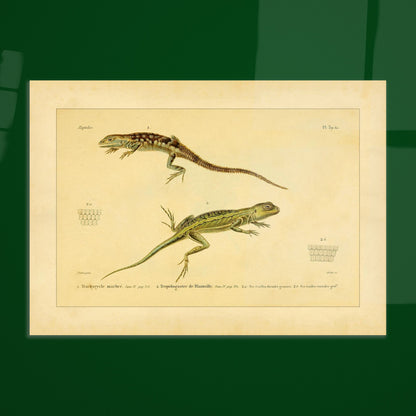 Marmoriertes Trachycycle und Tropidogastre: Eidechsen. Naturhistorische Tafel mit zwei Eidechsen: dem marmorierten Trachycyclus und Blainvilles Tropidogaster, mit Details ihrer Schuppen.