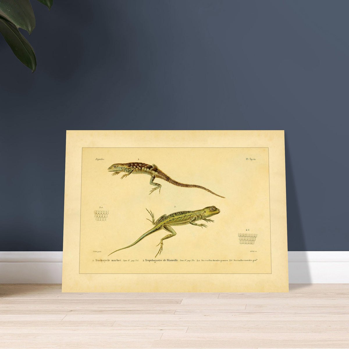 Marmoriertes Trachycycle und Tropidogastre: Eidechsen. Naturhistorische Tafel mit zwei Eidechsen: dem marmorierten Trachycyclus und Blainvilles Tropidogaster, mit Details ihrer Schuppen.