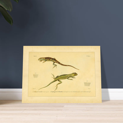 Marmoriertes Trachycycle und Tropidogastre: Eidechsen. Naturhistorische Tafel mit zwei Eidechsen: dem marmorierten Trachycyclus und Blainvilles Tropidogaster, mit Details ihrer Schuppen.