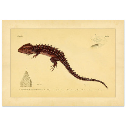 Tribolonote de la Nouvelle-Guinée : illustration d'un reptile épineux par A.-M.-C. Duméril (21x29,7 cm (A4)). Planche naturaliste ancienne représentant deux lézards, l'un coloré en bleu et noir, l'autre jaune et bleu, avec des détails anatomiques.