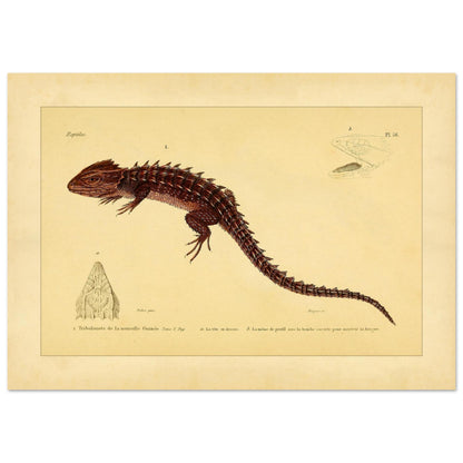 Tribolonote de la Nouvelle-Guinée : illustration d'un reptile épineux par A.-M.-C. Duméril (29,7x42 cm (A3)). Planche naturaliste ancienne représentant deux lézards, l'un coloré en bleu et noir, l'autre jaune et bleu, avec des détails anatomiques.