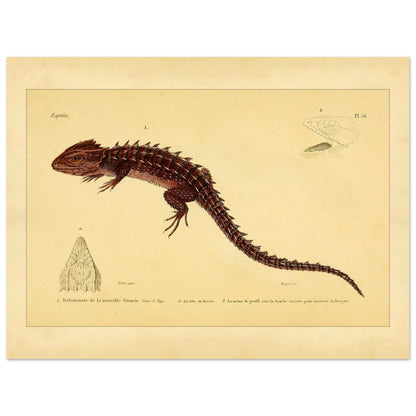 Tribolonote de la Nouvelle-Guinée : illustration d'un reptile épineux par A.-M.-C. Duméril (30x40 cm). Planche naturaliste ancienne représentant deux lézards, l'un coloré en bleu et noir, l'autre jaune et bleu, avec des détails anatomiques.