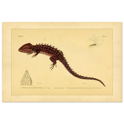 Tribolonote de la Nouvelle-Guinée : illustration d'un reptile épineux par A.-M.-C. Duméril (40x60 cm). Planche naturaliste ancienne représentant deux lézards, l'un coloré en bleu et noir, l'autre jaune et bleu, avec des détails anatomiques.