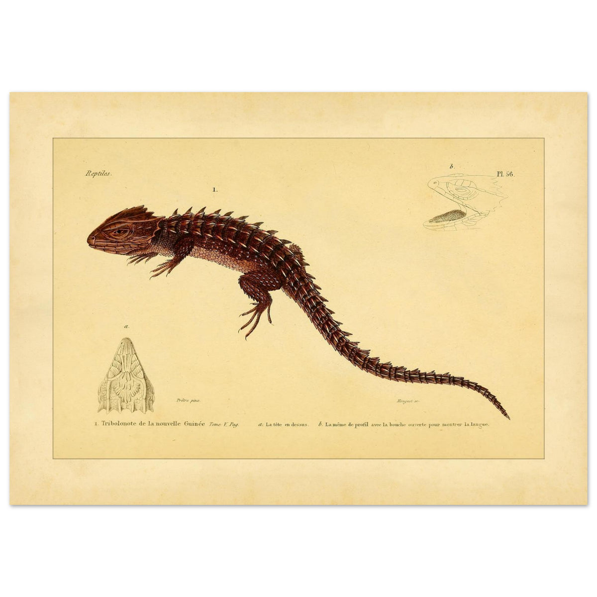 Tribolonote de la Nouvelle-Guinée : illustration d'un reptile épineux par A.-M.-C. Duméril (50x70 cm). Planche naturaliste ancienne représentant deux lézards, l'un coloré en bleu et noir, l'autre jaune et bleu, avec des détails anatomiques.