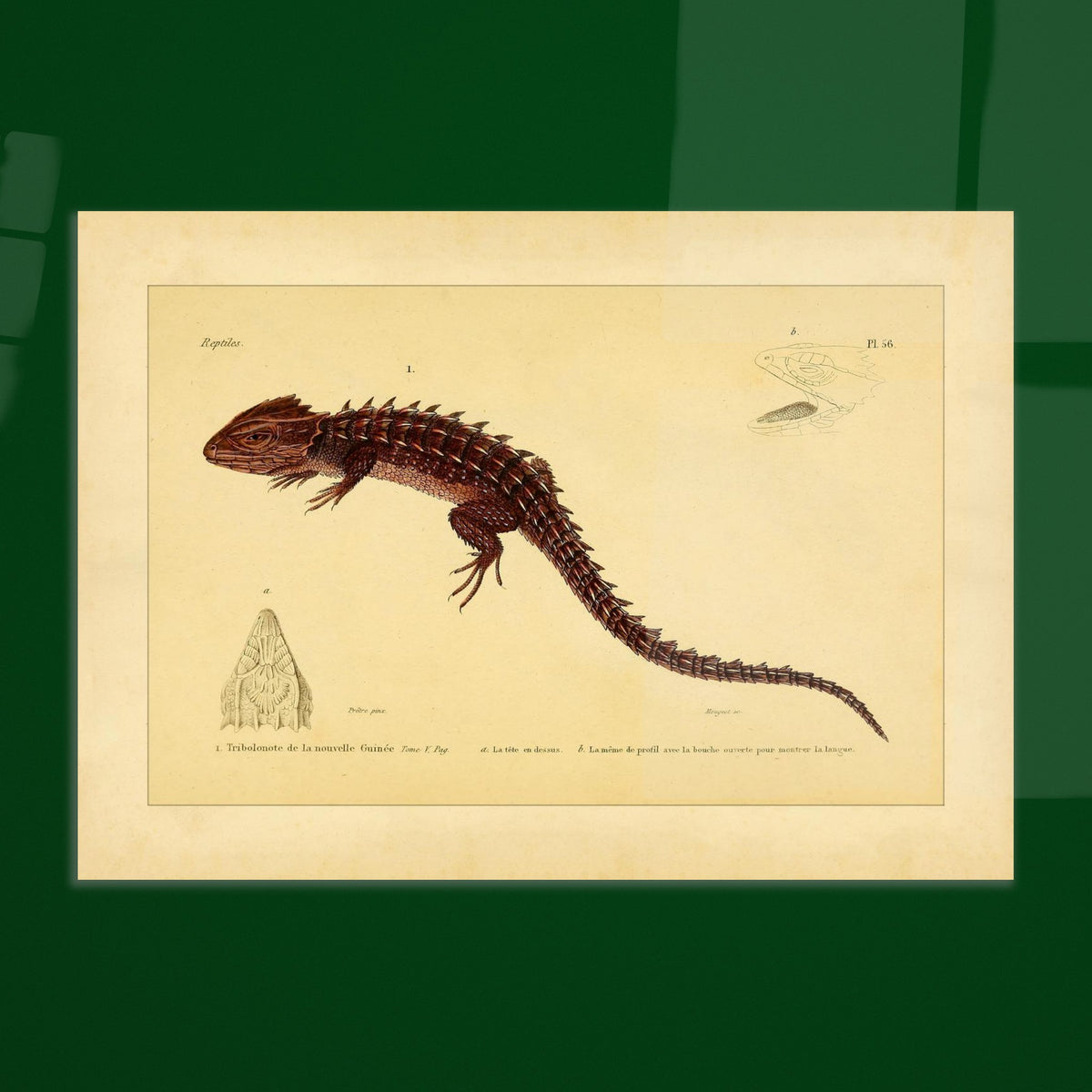 Tribolonote de la Nouvelle-Guinée : illustration d'un reptile épineux par A.-M.-C. Duméril. Planche naturaliste ancienne représentant deux lézards, l'un coloré en bleu et noir, l'autre jaune et bleu, avec des détails anatomiques.