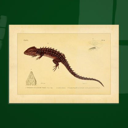 Tribolonote de la Nouvelle-Guinée : illustration d'un reptile épineux par A.-M.-C. Duméril. Planche naturaliste ancienne représentant deux lézards, l'un coloré en bleu et noir, l'autre jaune et bleu, avec des détails anatomiques.