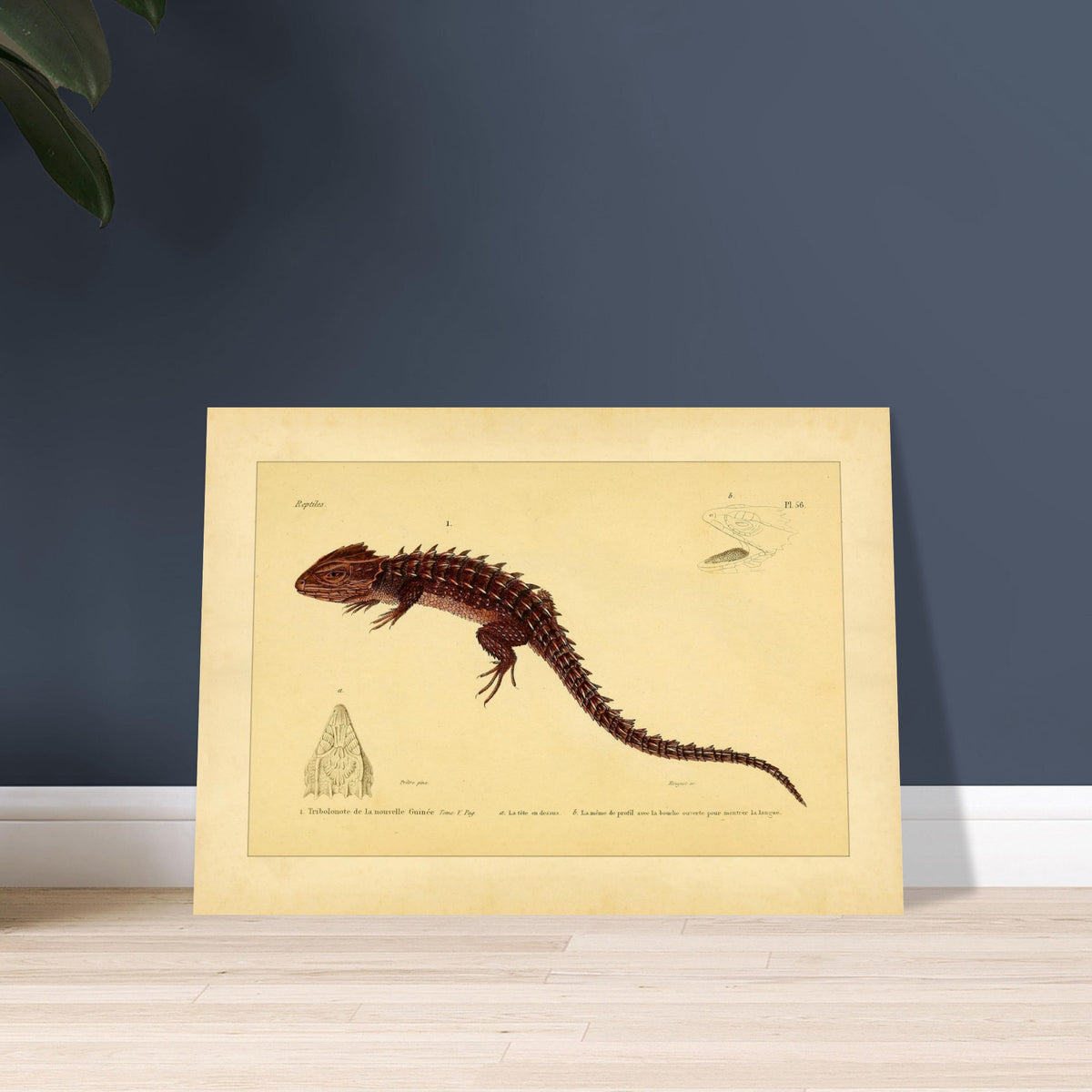 Tribolonote de la Nouvelle-Guinée : illustration d'un reptile épineux par A.-M.-C. Duméril. Planche naturaliste ancienne représentant deux lézards, l'un coloré en bleu et noir, l'autre jaune et bleu, avec des détails anatomiques.
