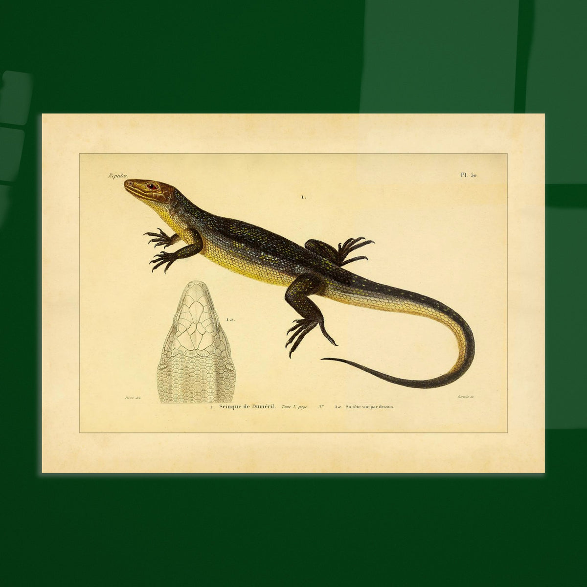 Tropidolopisme de Duméril: Eidechsen-Tafel Reproduktion. Alte Illustrationstafel mit der Darstellung einer Eidechse, dem Tropidolopismus von Duméril, mit einem Detail seines Kopfes in Oberansicht.