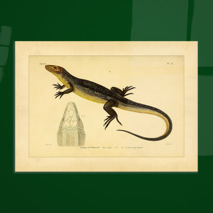 Tropidolopisme de Duméril: Eidechsen-Tafel Reproduktion. Alte Illustrationstafel mit der Darstellung einer Eidechse, dem Tropidolopismus von Duméril, mit einem Detail seines Kopfes in Oberansicht.