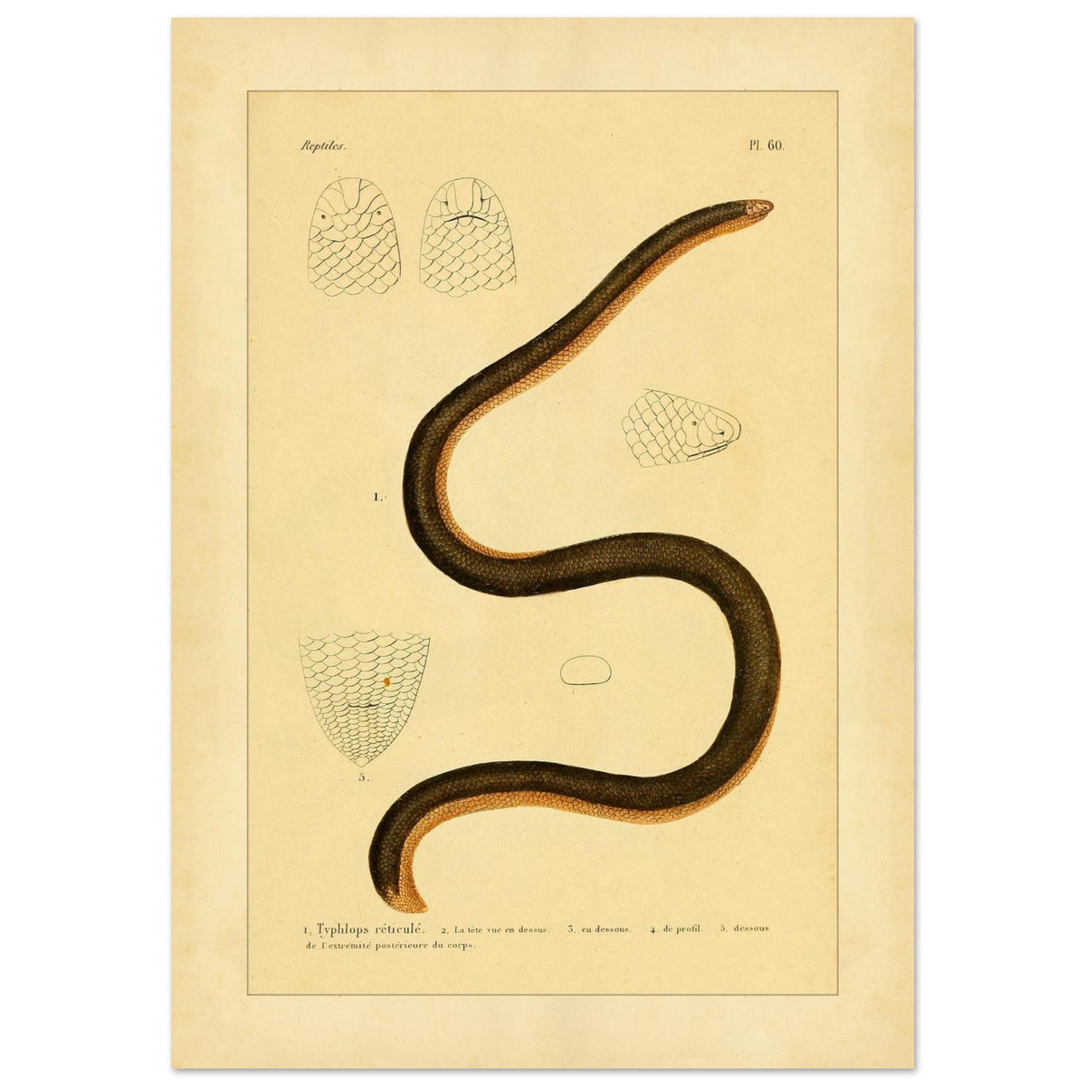 Gezähnter Blindschlange: Reproduktion einer alten Schlangentafel (21x29,7 cm (A4)). Alte wissenschaftliche Tafel einer Schlange, der Netz-Blindschlange, in voller Ansicht zusammengerollt dargestellt, mit detaillierten Studien des Kopfes und der Schuppen sowie gedruckten Bildunterschriften.