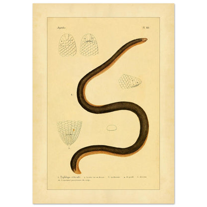 Gezähnter Blindschlange: Reproduktion einer alten Schlangentafel (21x29,7 cm (A4)). Alte wissenschaftliche Tafel einer Schlange, der Netz-Blindschlange, in voller Ansicht zusammengerollt dargestellt, mit detaillierten Studien des Kopfes und der Schuppen sowie gedruckten Bildunterschriften.