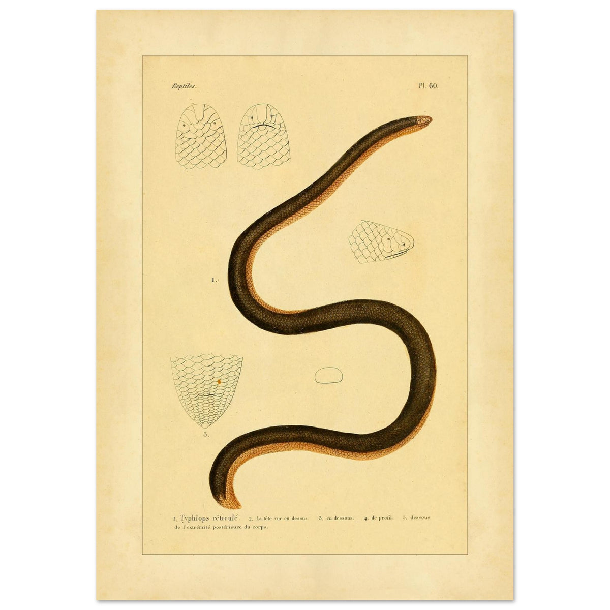 Gezähnter Blindschlange: Reproduktion einer alten Schlangentafel (42x59,4 cm (A2)). Alte wissenschaftliche Tafel einer Schlange, der Netz-Blindschlange, in voller Ansicht zusammengerollt dargestellt, mit detaillierten Studien des Kopfes und der Schuppen sowie gedruckten Bildunterschriften.