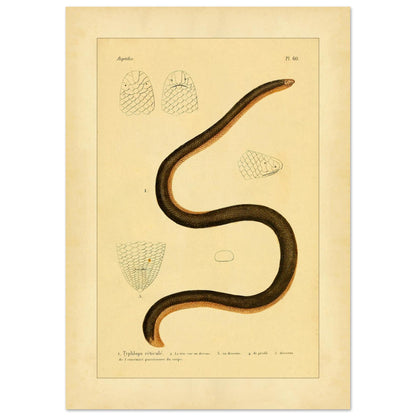Gezähnter Blindschlange: Reproduktion einer alten Schlangentafel (42x59,4 cm (A2)). Alte wissenschaftliche Tafel einer Schlange, der Netz-Blindschlange, in voller Ansicht zusammengerollt dargestellt, mit detaillierten Studien des Kopfes und der Schuppen sowie gedruckten Bildunterschriften.
