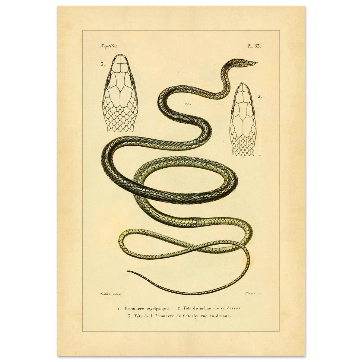 Oxylphryncus and Catesby's Uromacer: Ophidian Plate Reproduction (21x29,7 cm (A4)). Scientific plate of an oxyrhynch uromacer and a Catesby's uromacer, showing the whole snakes and their heads viewed from above.
