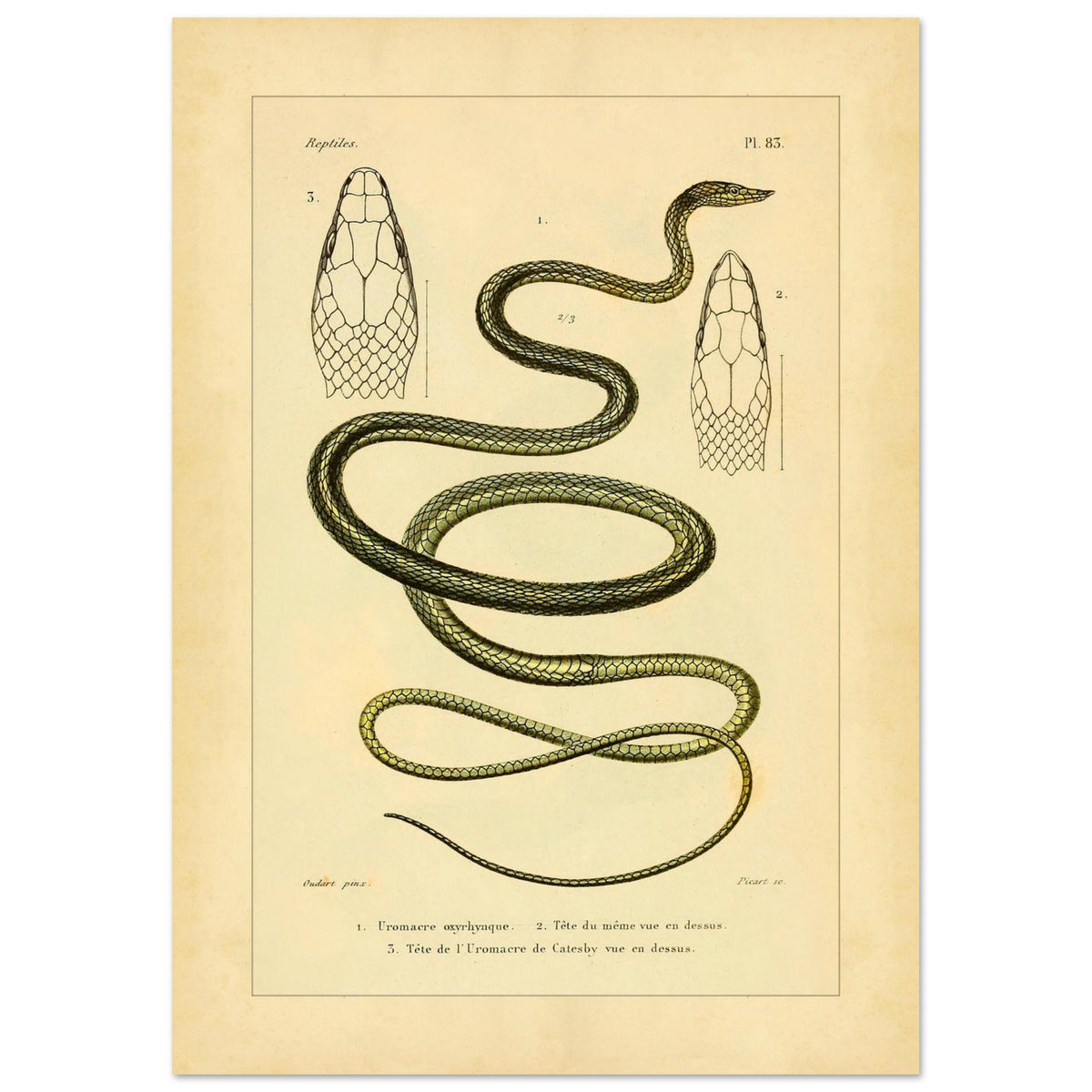 Oxylphryncus and Catesby's Uromacer: Ophidian Plate Reproduction (29,7x42 cm (A3)). Scientific plate of an oxyrhynch uromacer and a Catesby's uromacer, showing the whole snakes and their heads viewed from above.