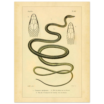 Oxylphryncus and Catesby's Uromacer: Ophidian Plate Reproduction (30x40 cm). Scientific plate of an oxyrhynch uromacer and a Catesby's uromacer, showing the whole snakes and their heads viewed from above.