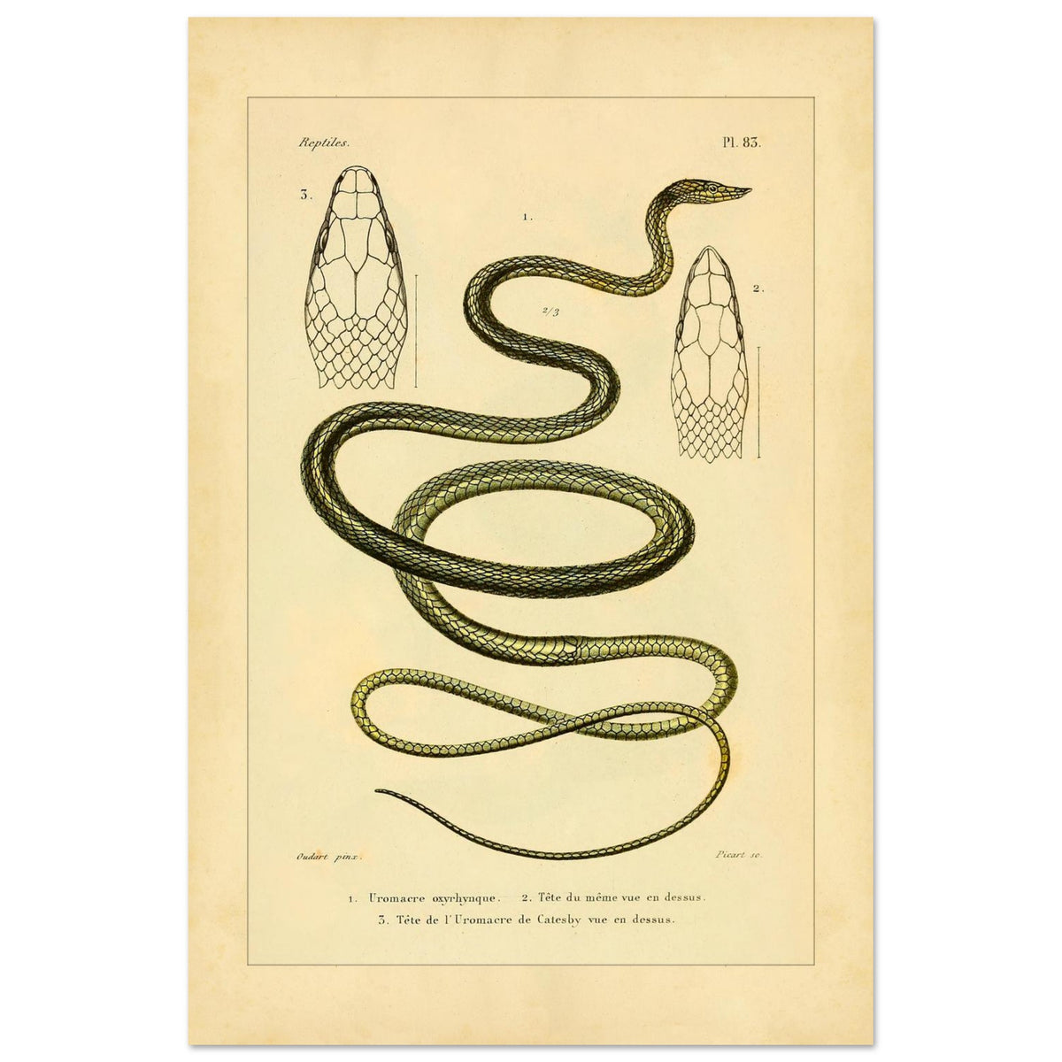Oxylphryncus and Catesby's Uromacer: Ophidian Plate Reproduction (40x60 cm). Scientific plate of an oxyrhynch uromacer and a Catesby's uromacer, showing the whole snakes and their heads viewed from above.