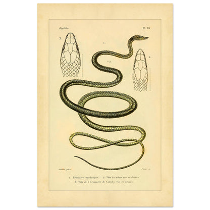 Oxylphryncus and Catesby's Uromacer: Ophidian Plate Reproduction (40x60 cm). Scientific plate of an oxyrhynch uromacer and a Catesby's uromacer, showing the whole snakes and their heads viewed from above.