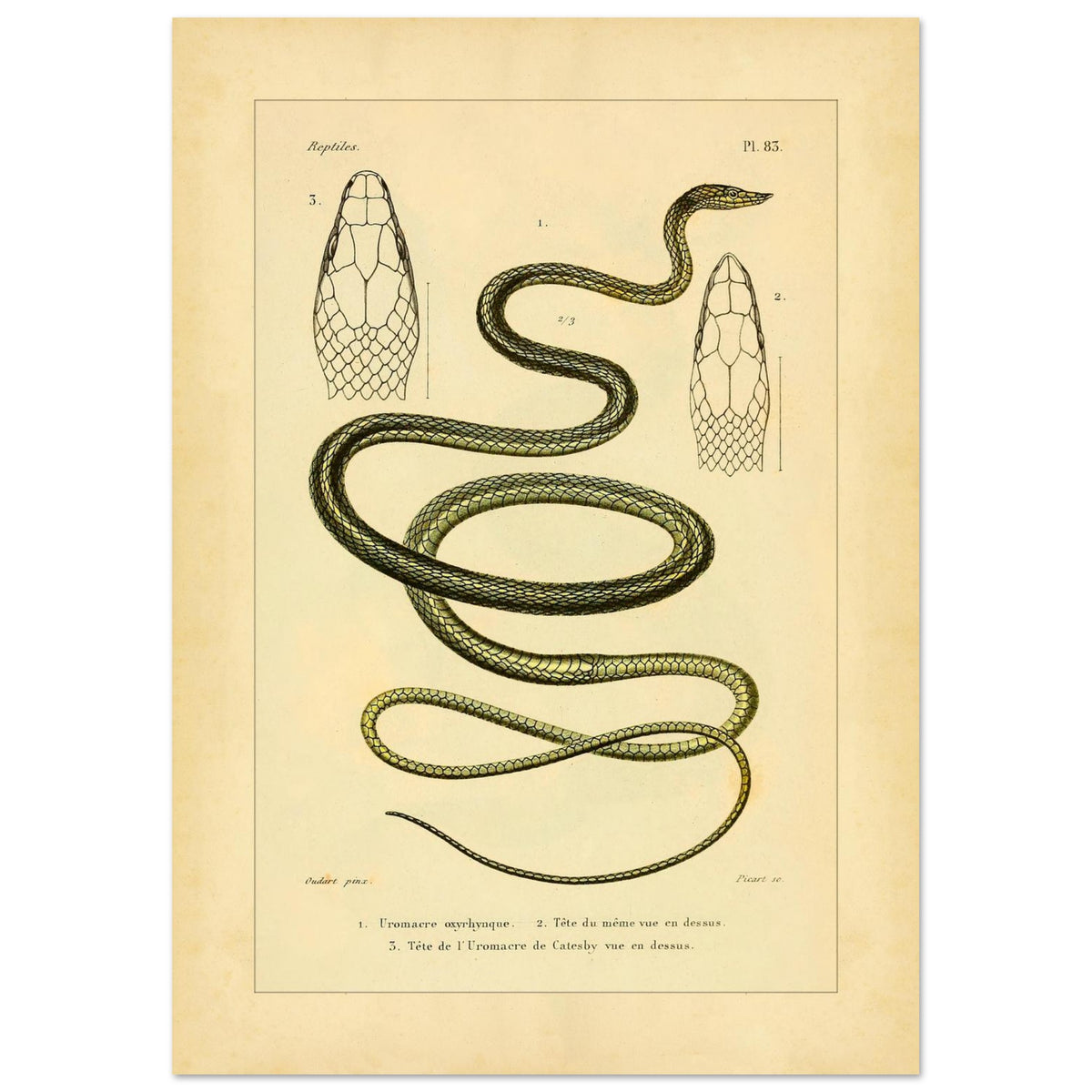 Oxylphryncus and Catesby's Uromacer: Ophidian Plate Reproduction (42x59,4 cm (A2)). Scientific plate of an oxyrhynch uromacer and a Catesby's uromacer, showing the whole snakes and their heads viewed from above.
