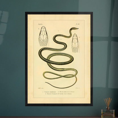 Oxylphryncus and Catesby's Uromacer: Ophidian Plate Reproduction. Scientific plate of an oxyrhynch uromacer and a Catesby's uromacer, showing the whole snakes and their heads viewed from above.
