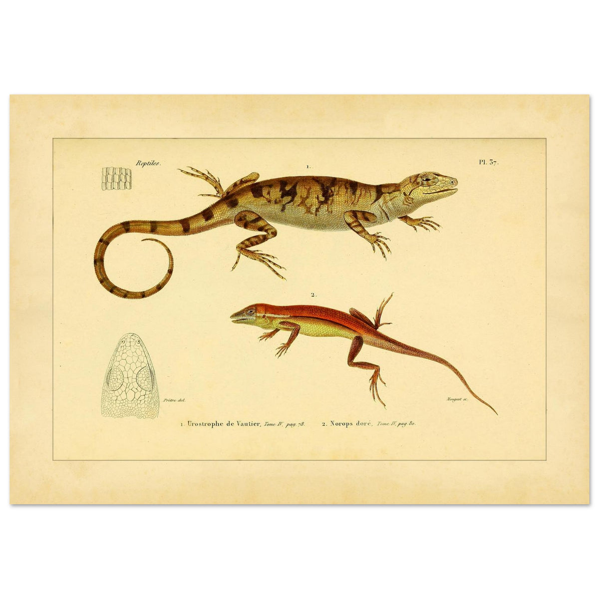 Urostrophus vautieri und Goldner Norops: Eidechsen-Illustrationen (29,7x42 cm (A3)). Wissenschaftliche Tafel mit zwei Eidechsen: Vautiers Urostrophe und dem Goldfarbenen Norops, samt einer Zeichnung des Kopfes der ersten.