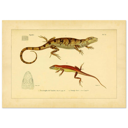 Urostrophus vautieri und Goldner Norops: Eidechsen-Illustrationen (29,7x42 cm (A3)). Wissenschaftliche Tafel mit zwei Eidechsen: Vautiers Urostrophe und dem Goldfarbenen Norops, samt einer Zeichnung des Kopfes der ersten.
