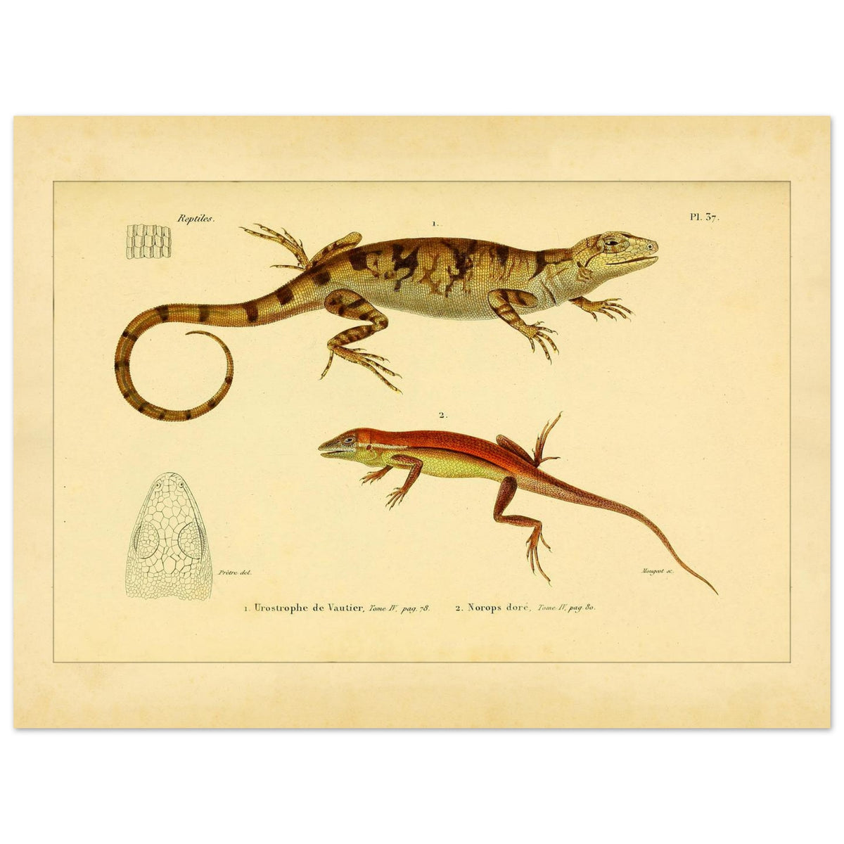 Urostrophus vautieri und Goldner Norops: Eidechsen-Illustrationen (30x40 cm). Wissenschaftliche Tafel mit zwei Eidechsen: Vautiers Urostrophe und dem Goldfarbenen Norops, samt einer Zeichnung des Kopfes der ersten.