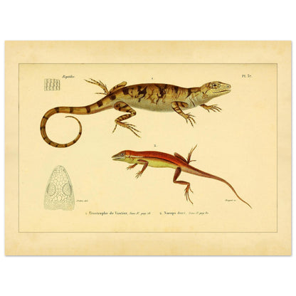 Urostrophus vautieri und Goldner Norops: Eidechsen-Illustrationen (30x40 cm). Wissenschaftliche Tafel mit zwei Eidechsen: Vautiers Urostrophe und dem Goldfarbenen Norops, samt einer Zeichnung des Kopfes der ersten.