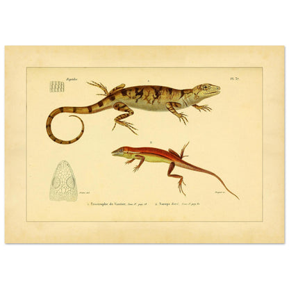 Urostrophus vautieri und Goldner Norops: Eidechsen-Illustrationen (42x59,4 cm (A2)). Wissenschaftliche Tafel mit zwei Eidechsen: Vautiers Urostrophe und dem Goldfarbenen Norops, samt einer Zeichnung des Kopfes der ersten.