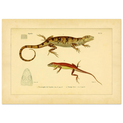 Urostrophus vautieri und Goldner Norops: Eidechsen-Illustrationen (50x70 cm). Wissenschaftliche Tafel mit zwei Eidechsen: Vautiers Urostrophe und dem Goldfarbenen Norops, samt einer Zeichnung des Kopfes der ersten.