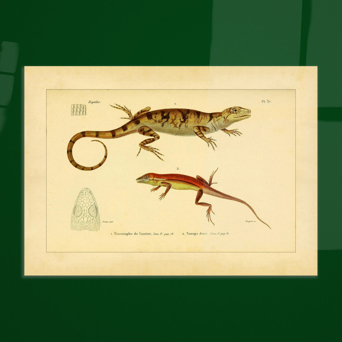 Urostrophus vautieri und Goldner Norops: Eidechsen-Illustrationen. Wissenschaftliche Tafel mit zwei Eidechsen: Vautiers Urostrophe und dem Goldfarbenen Norops, samt einer Zeichnung des Kopfes der ersten.