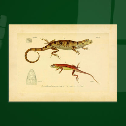 Urostrophus vautieri und Goldner Norops: Eidechsen-Illustrationen. Wissenschaftliche Tafel mit zwei Eidechsen: Vautiers Urostrophe und dem Goldfarbenen Norops, samt einer Zeichnung des Kopfes der ersten.